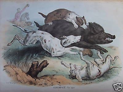 Litografia: Caccia Al Cinghiale Con Cani, Petraroja   Rispoli, XIX Secolo
