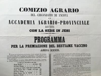 Marche, Ancona, Jesi, Senigallia. Zootecnia: Premiazione Mucche E Tori, 1871