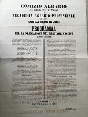 Marche, Ancona, Jesi, Senigallia. Zootecnia: Premiazione Mucche E Tori, 1871