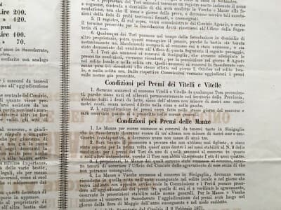 Marche, Ancona, Jesi, Senigallia. Zootecnia: Premiazione Mucche E Tori, 1871