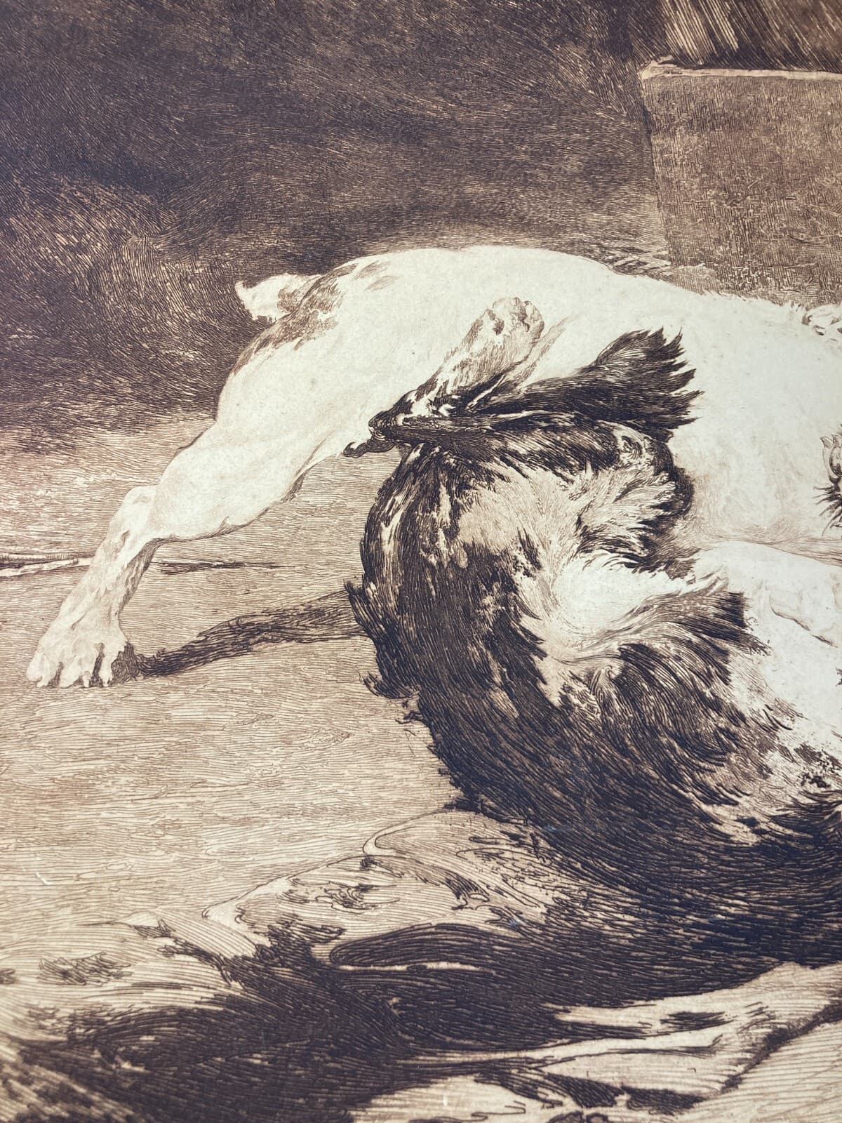 Charles Herrmann Léon   Bastien De Beaupré: Grande Incisione "Lotta Tra Cani"