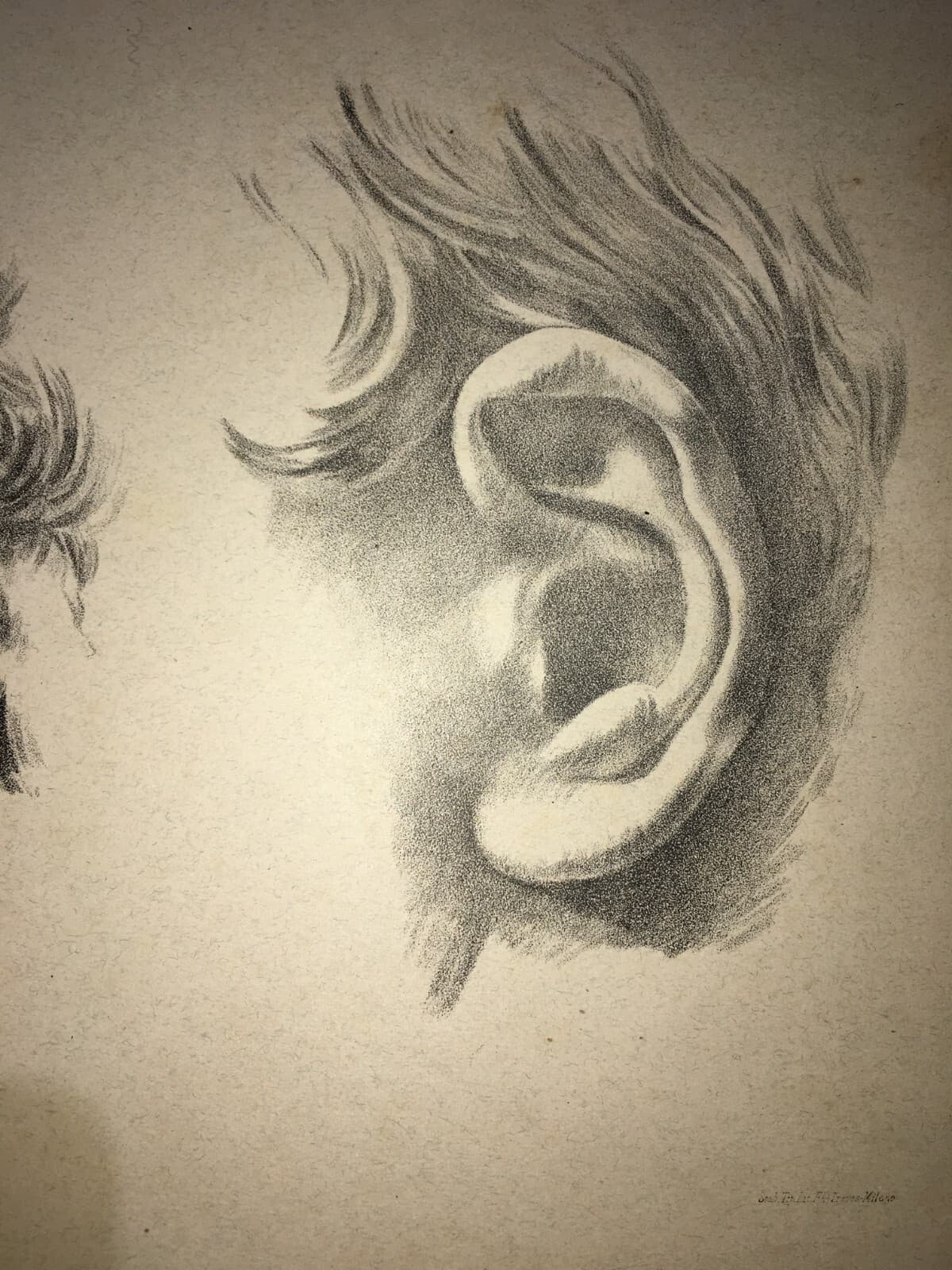 Organi Di Senso, Udito, Orecchio: Studi Artistici. Antica Stampa Treves