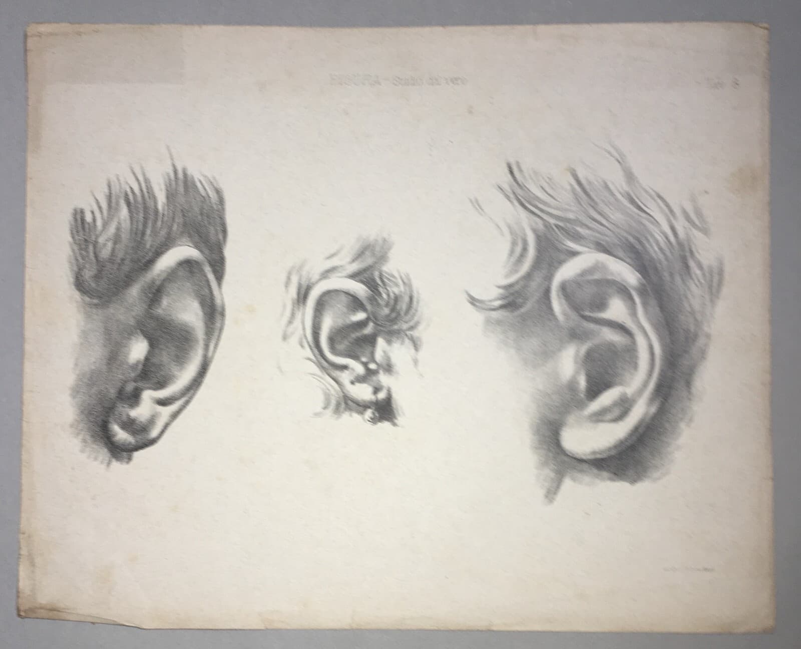 Organi Di Senso, Udito, Orecchio: Studi Artistici. Antica Stampa Treves