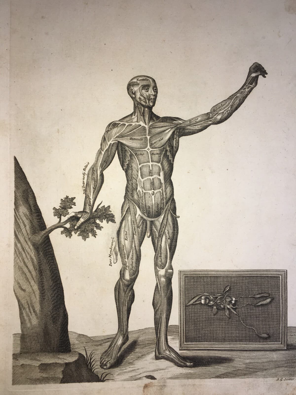 Medicina. Anatomia Umana: Muscoli. Antica Incisione Di Johann Georg Seiller, XVIII Secolo.