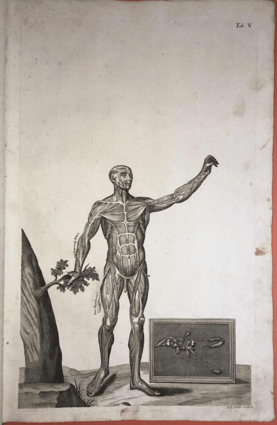 Medicina. Anatomia Umana: Muscoli. Antica Incisione Di Johann Georg Seiller, XVIII Secolo.