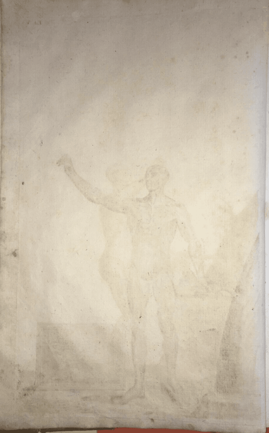 Medicina. Anatomia Umana: Muscoli. Antica Incisione Di Johann Georg Seiller, XVIII Secolo.