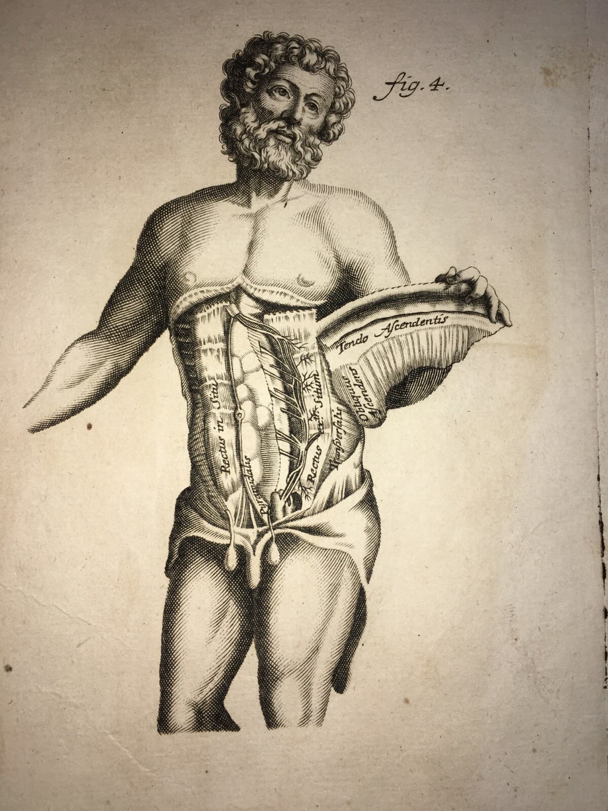 Medicina: Anatomia Umana, Muscolatura Addominale. Johann Georg Seiller, XVIII Secolo