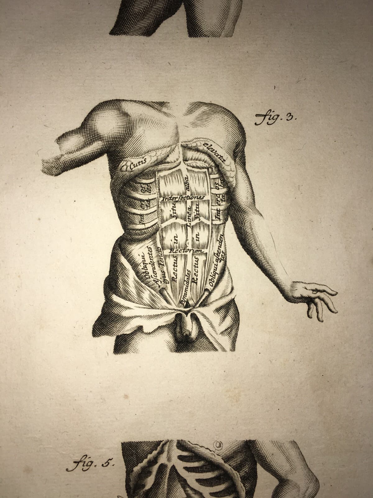 Medicina: Anatomia Umana, Muscolatura Addominale. Johann Georg Seiller, XVIII Secolo