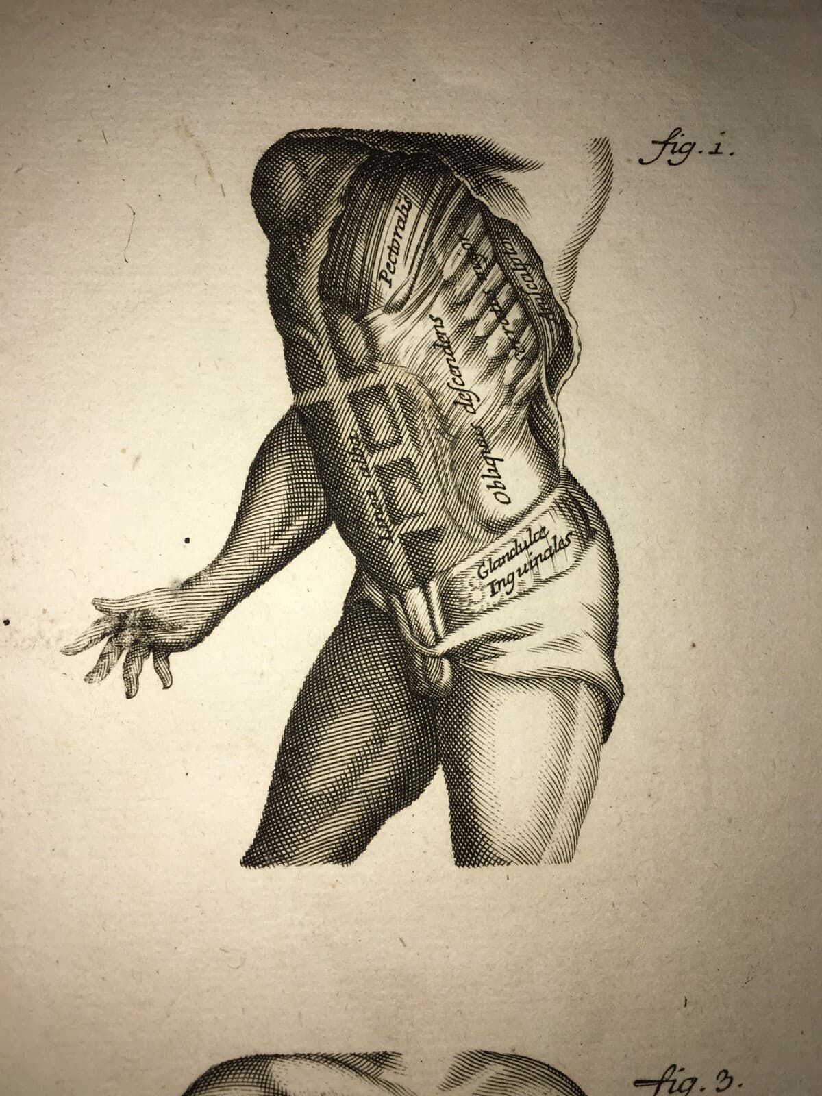 Medicina: Anatomia Umana, Muscolatura Addominale. Johann Georg Seiller, XVIII Secolo