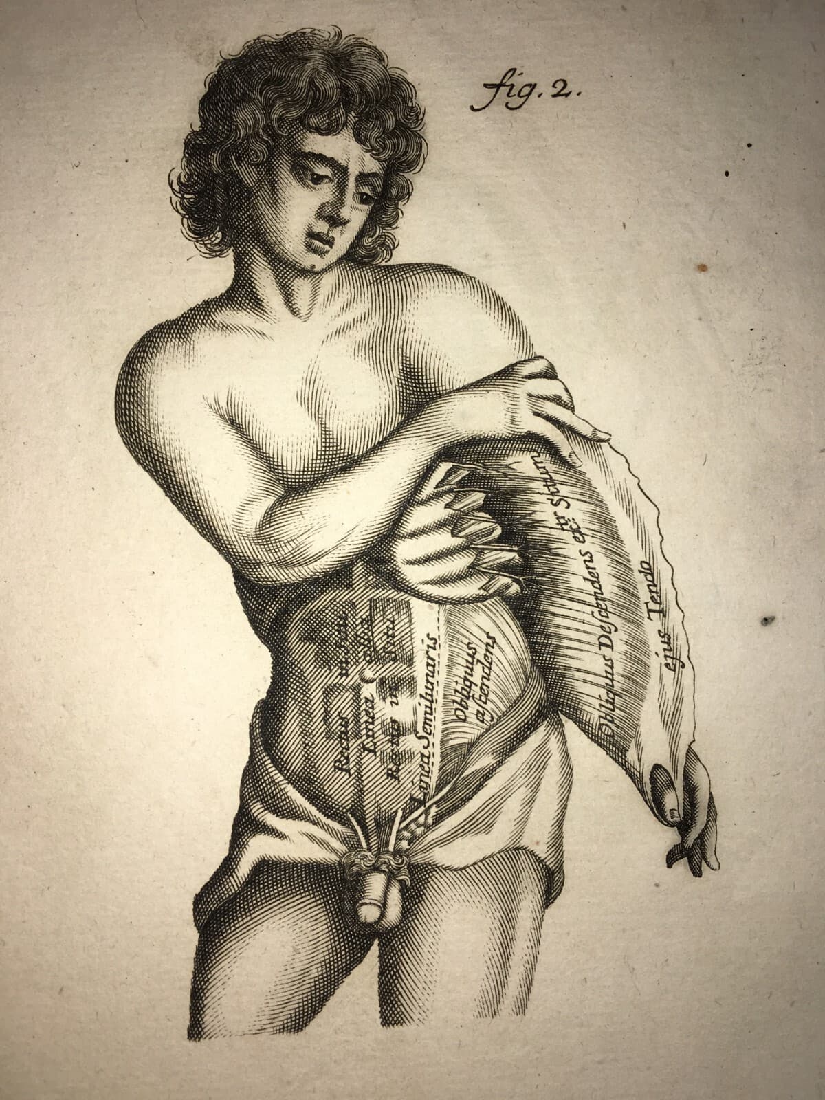 Medicina: Anatomia Umana, Muscolatura Addominale. Johann Georg Seiller, XVIII Secolo