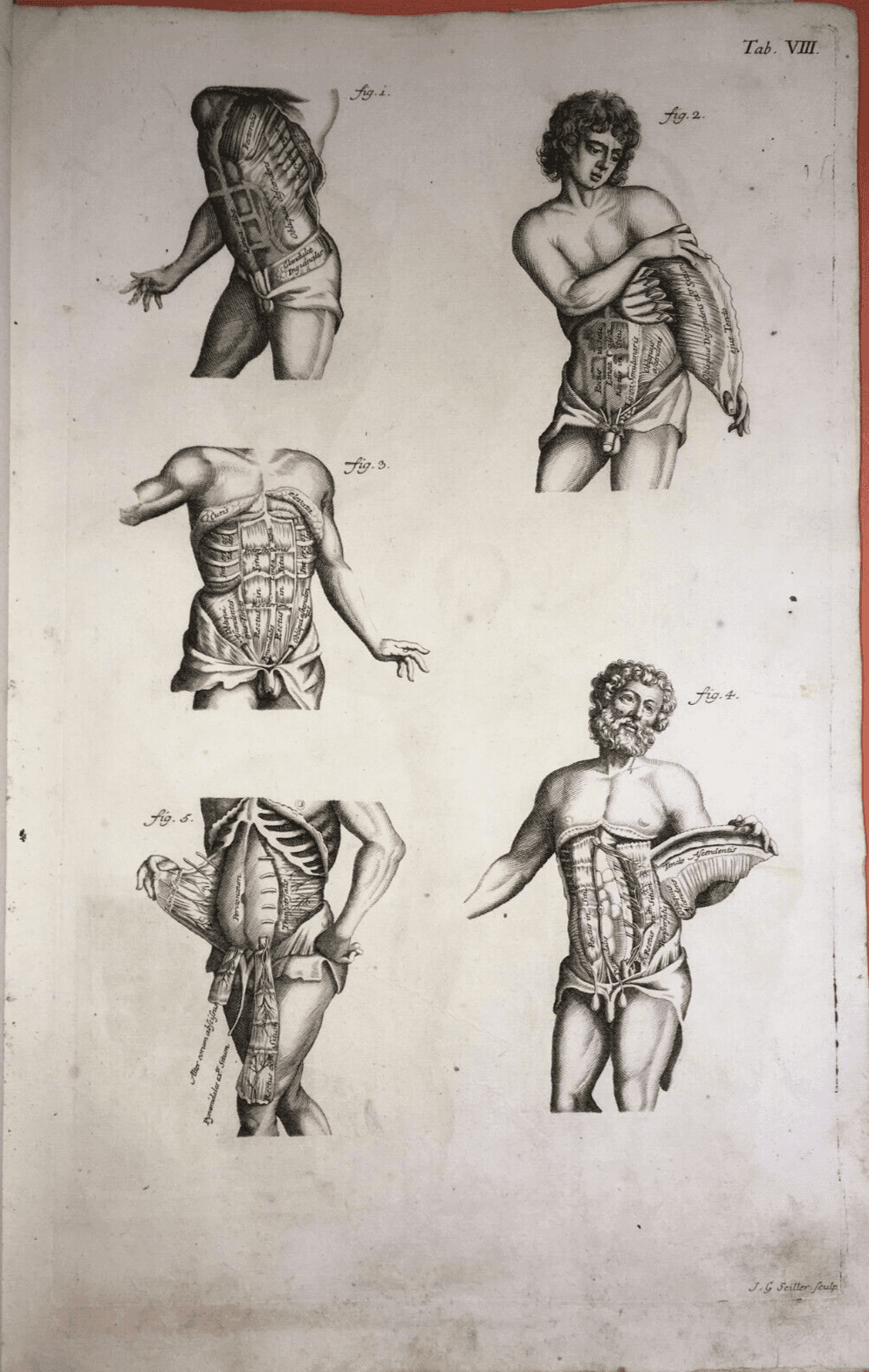 Medicina: Anatomia Umana, Muscolatura Addominale. Johann Georg Seiller, XVIII Secolo