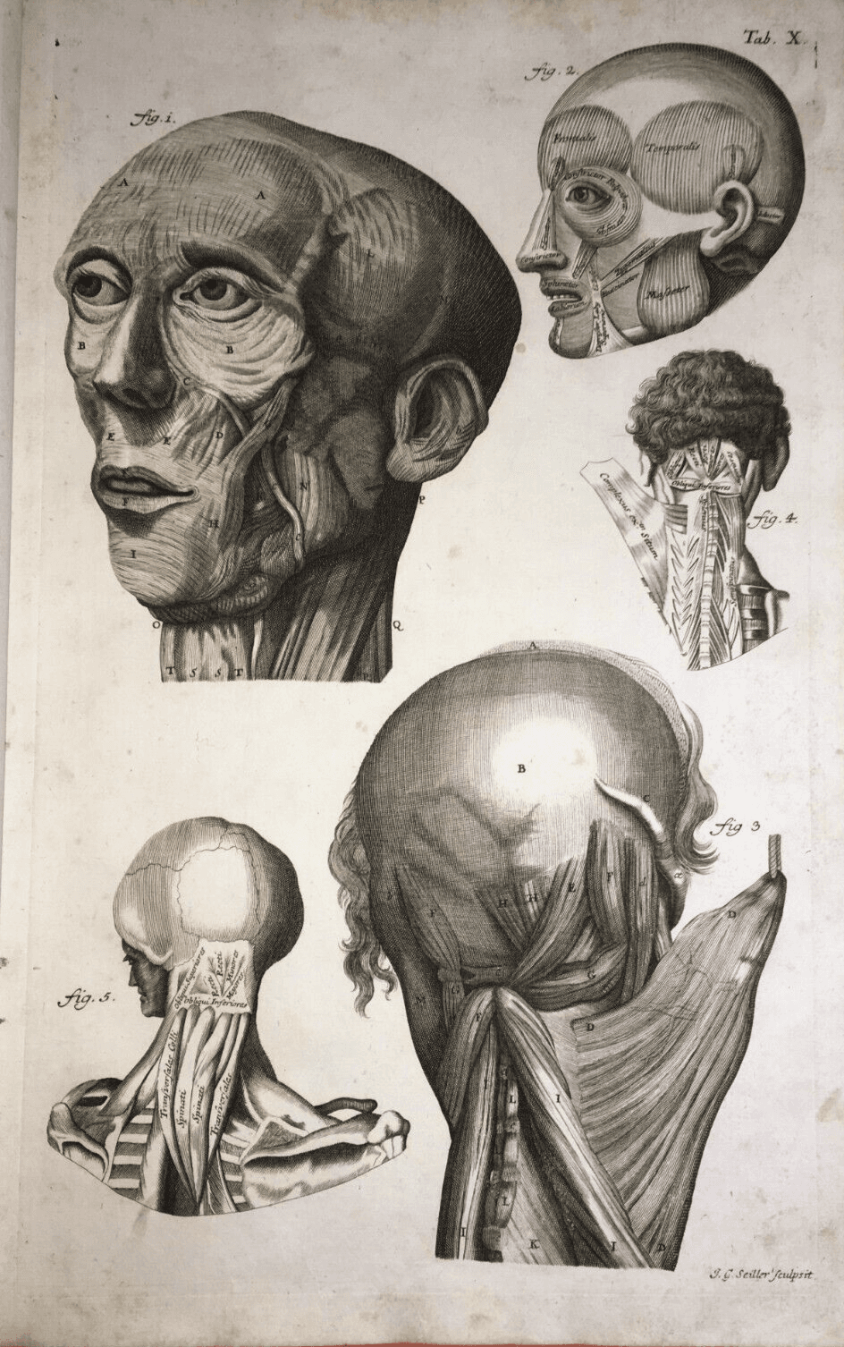 Medicina, Anatomia Umana: Muscolatura Di Testa E Collo. Artista Seiller, XVIII Secolo