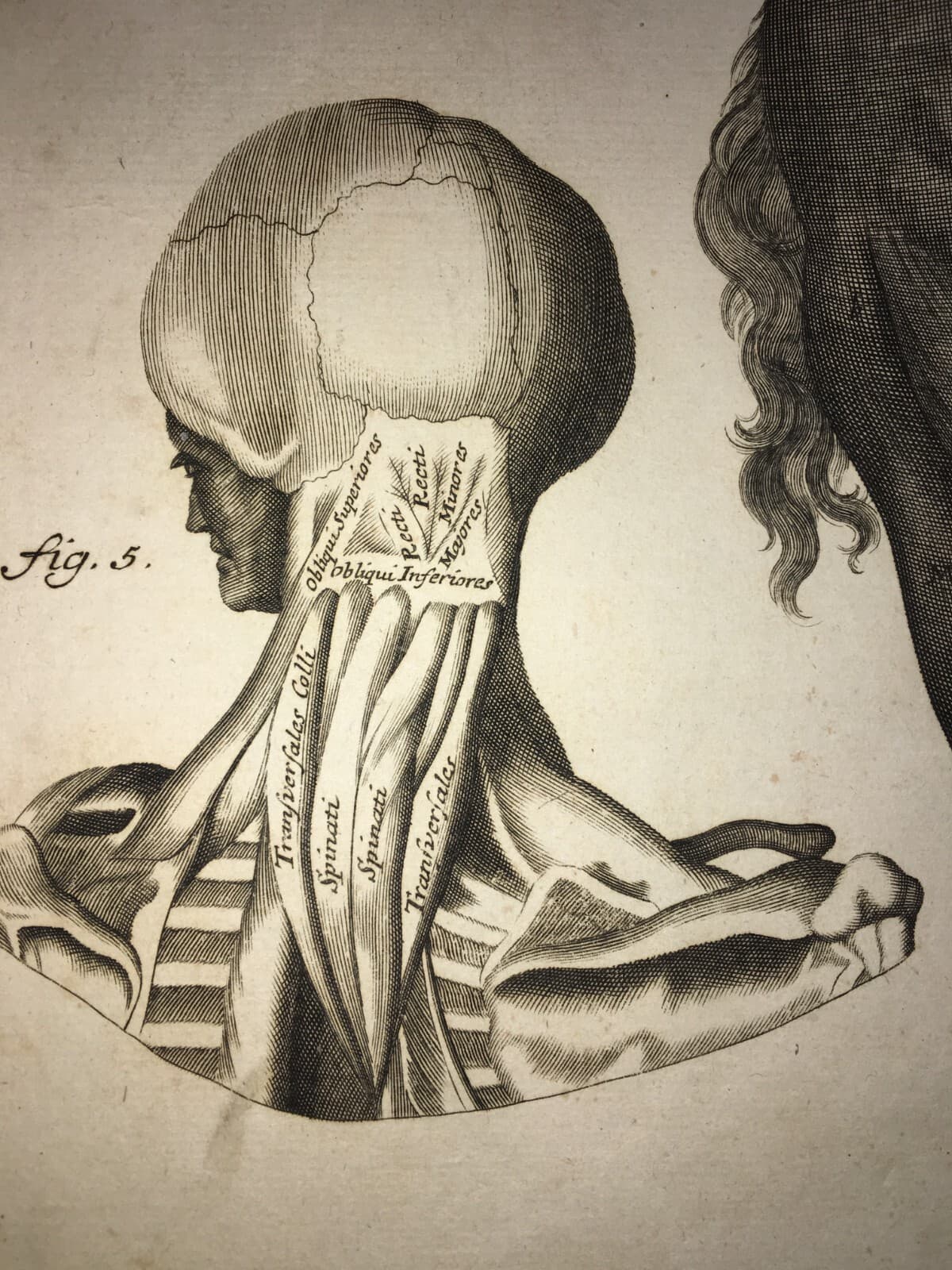Medicina, Anatomia Umana: Muscolatura Di Testa E Collo. Artista Seiller, XVIII Secolo