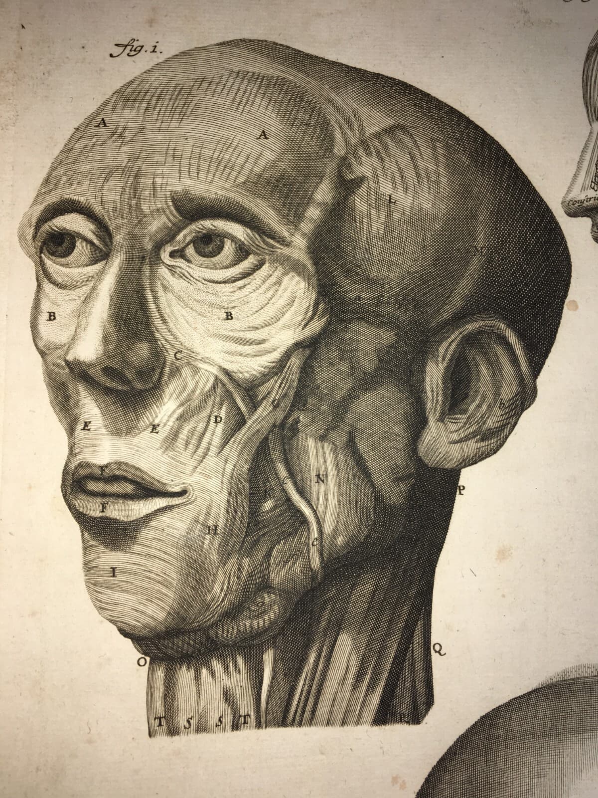 Medicina, Anatomia Umana: Muscolatura Di Testa E Collo. Artista Seiller, XVIII Secolo