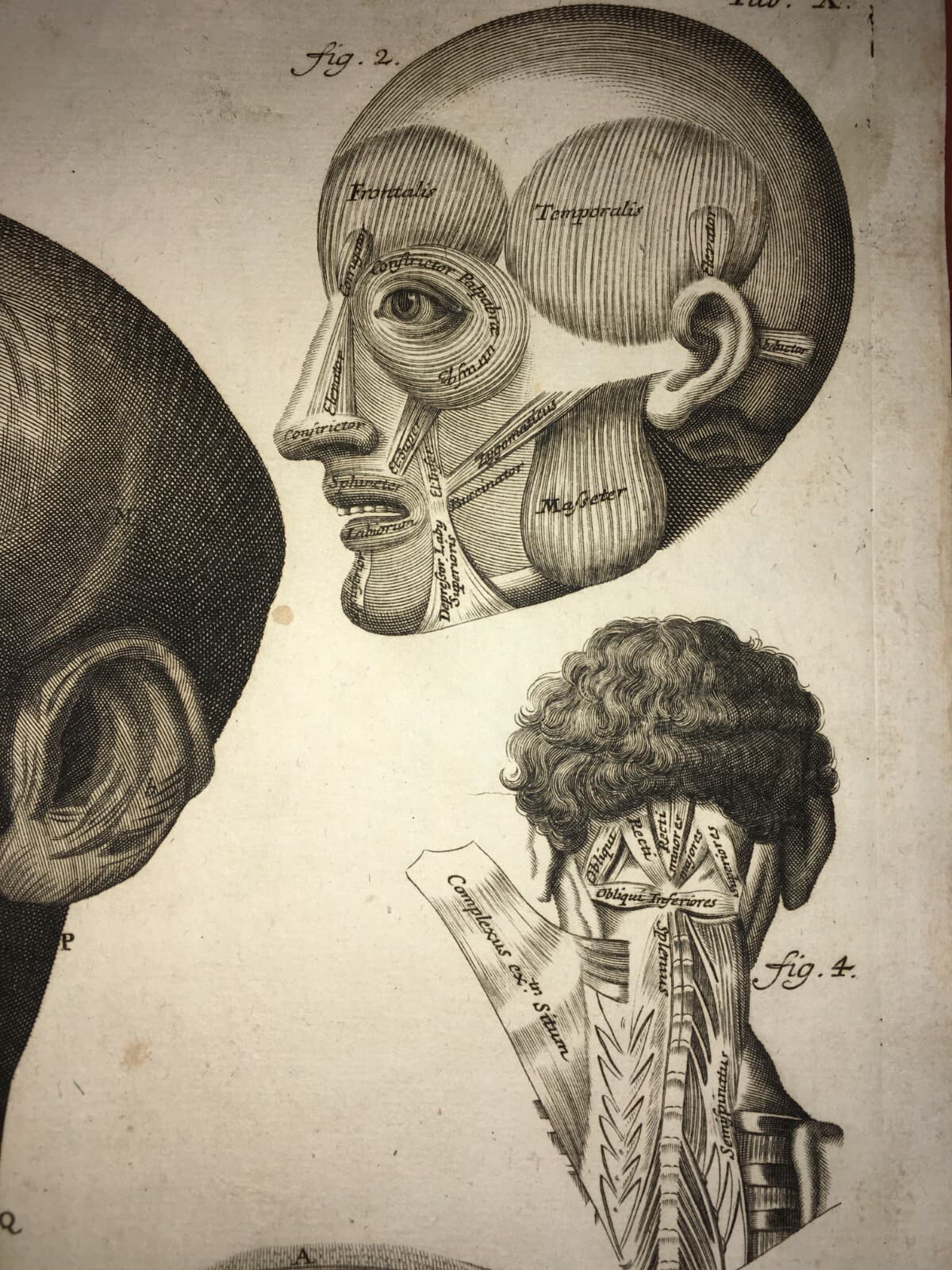 Medicina, Anatomia Umana: Muscolatura Di Testa E Collo. Artista Seiller, XVIII Secolo