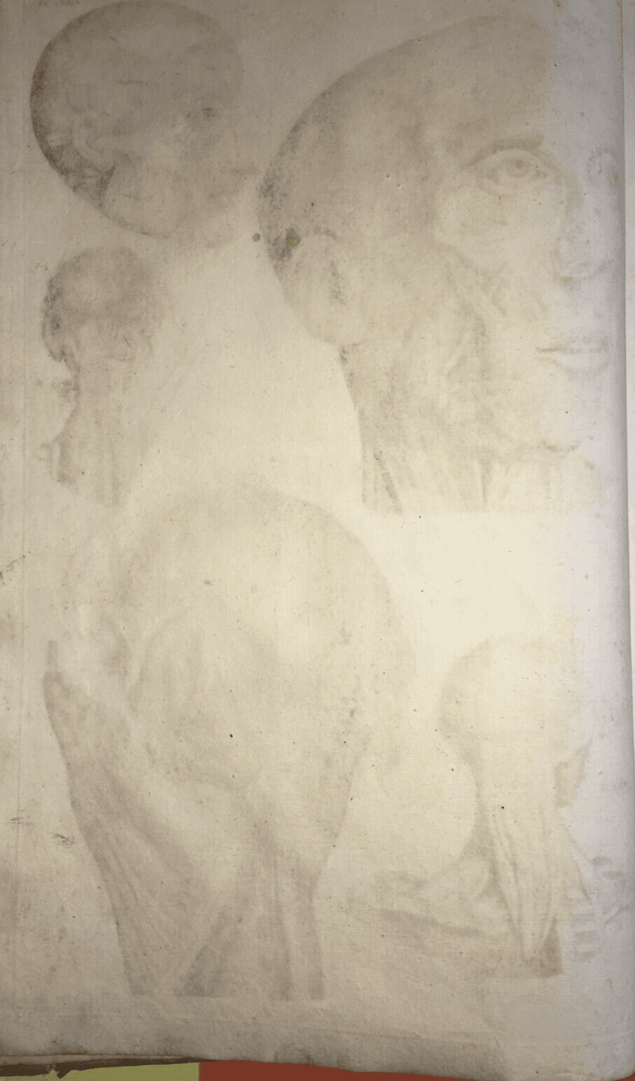 Medicina, Anatomia Umana: Muscolatura Di Testa E Collo. Artista Seiller, XVIII Secolo