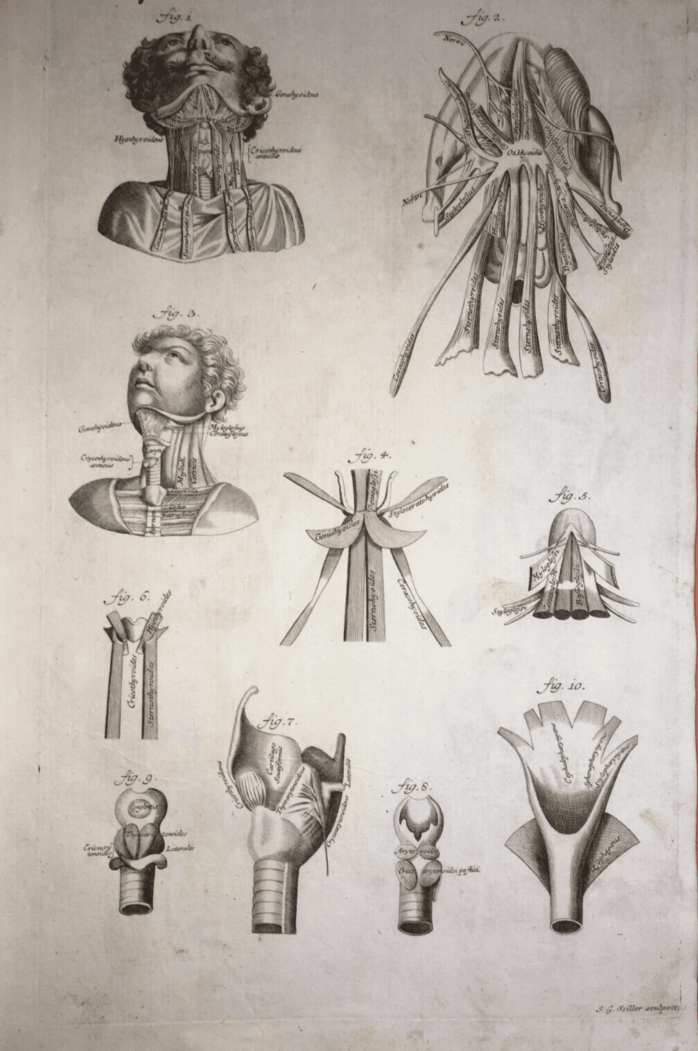 Medicina: Anatomia Umana, Muscolatura Del Collo. Incisione Di Johann Georg Seiller, XVIII Secolo