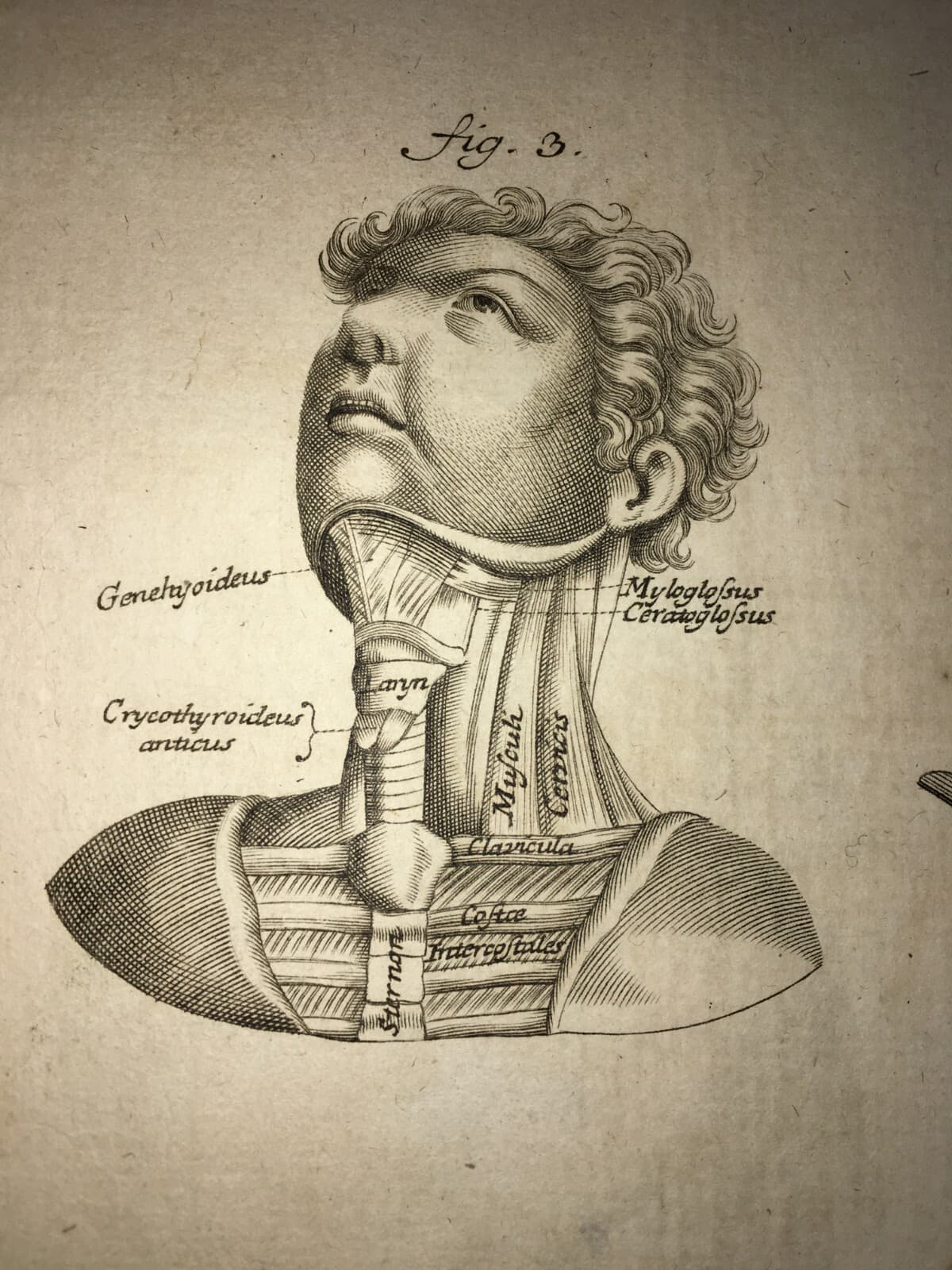 Medicina: Anatomia Umana, Muscolatura Del Collo. Incisione Di Johann Georg Seiller, XVIII Secolo