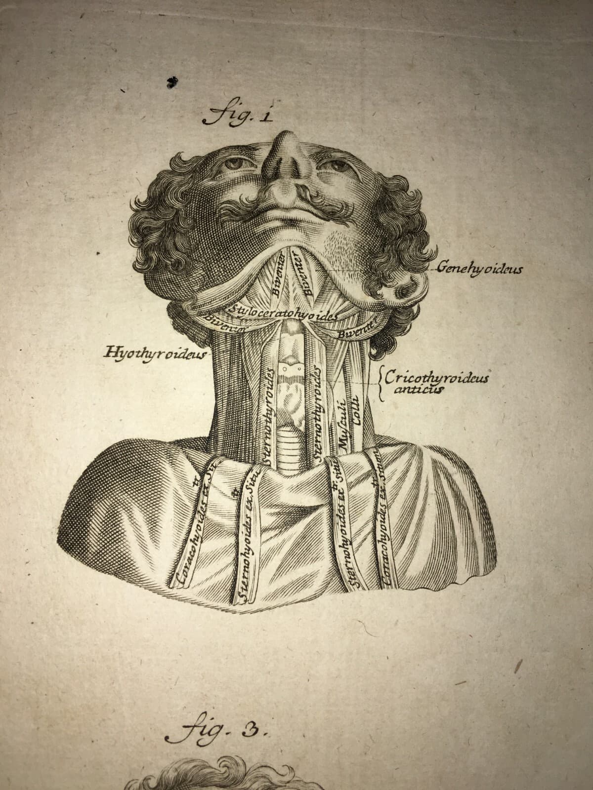 Medicina: Anatomia Umana, Muscolatura Del Collo. Incisione Di Johann Georg Seiller, XVIII Secolo
