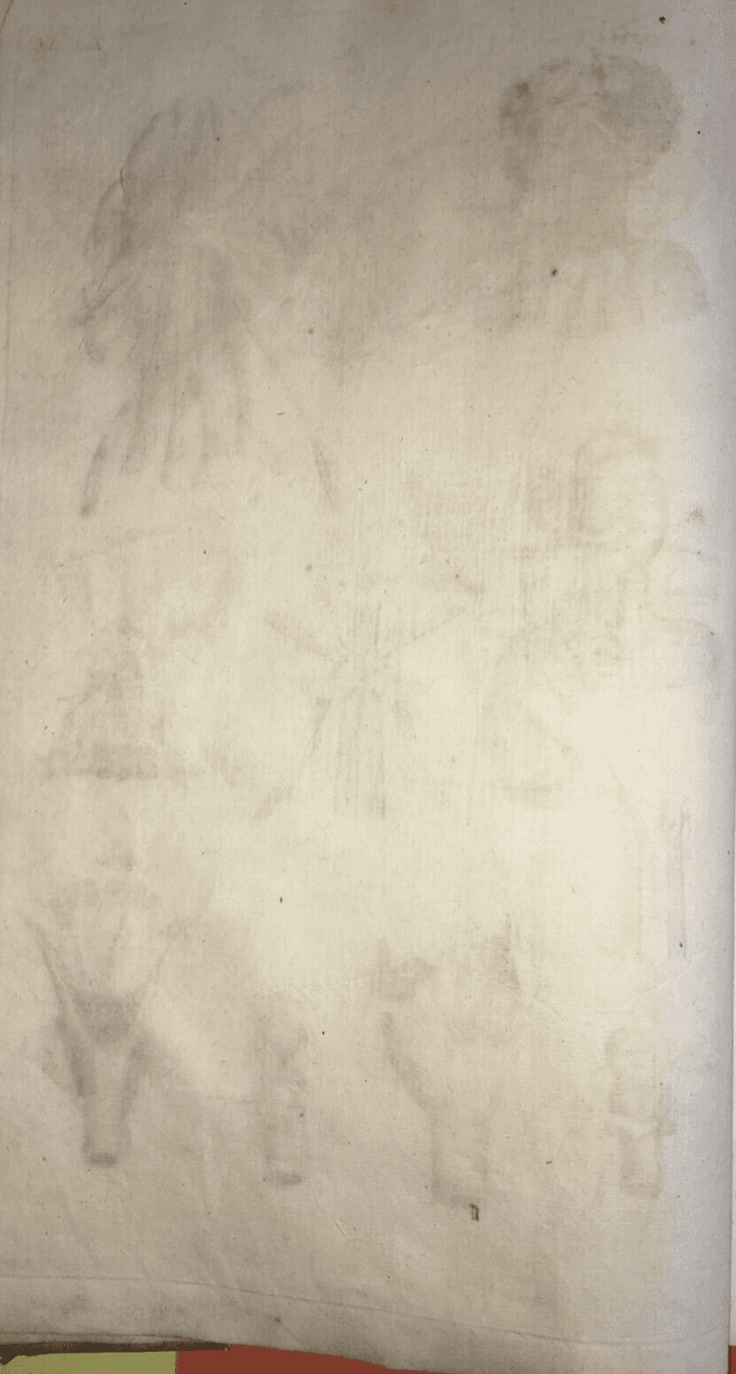 Medicina: Anatomia Umana, Muscolatura Del Collo. Incisione Di Johann Georg Seiller, XVIII Secolo