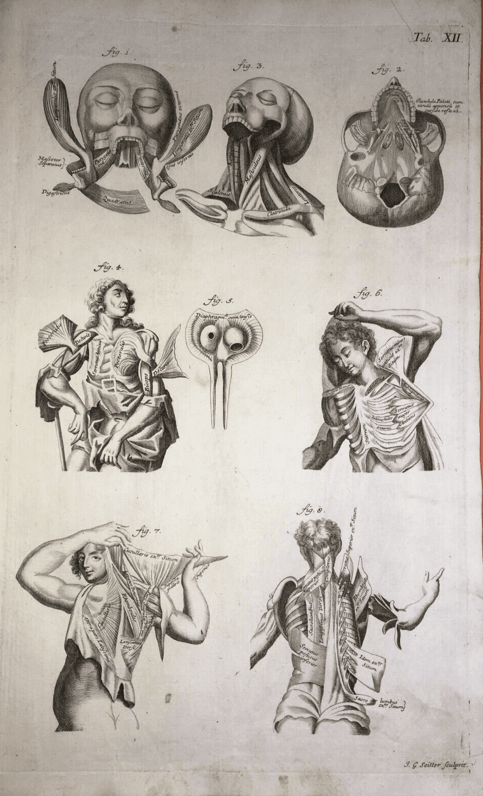 Medicina: Anatomia Umana. Muscolatura Di Collo E Tronco. Artista: Seiller. Incisione