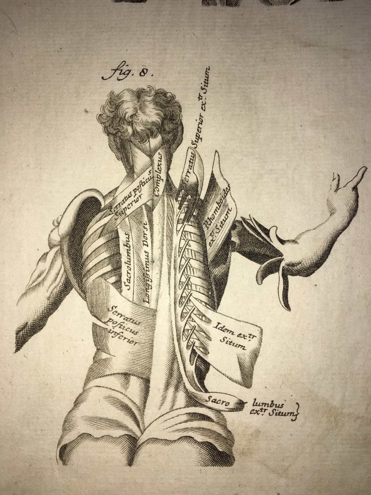 Medicina: Anatomia Umana. Muscolatura Di Collo E Tronco. Artista: Seiller. Incisione