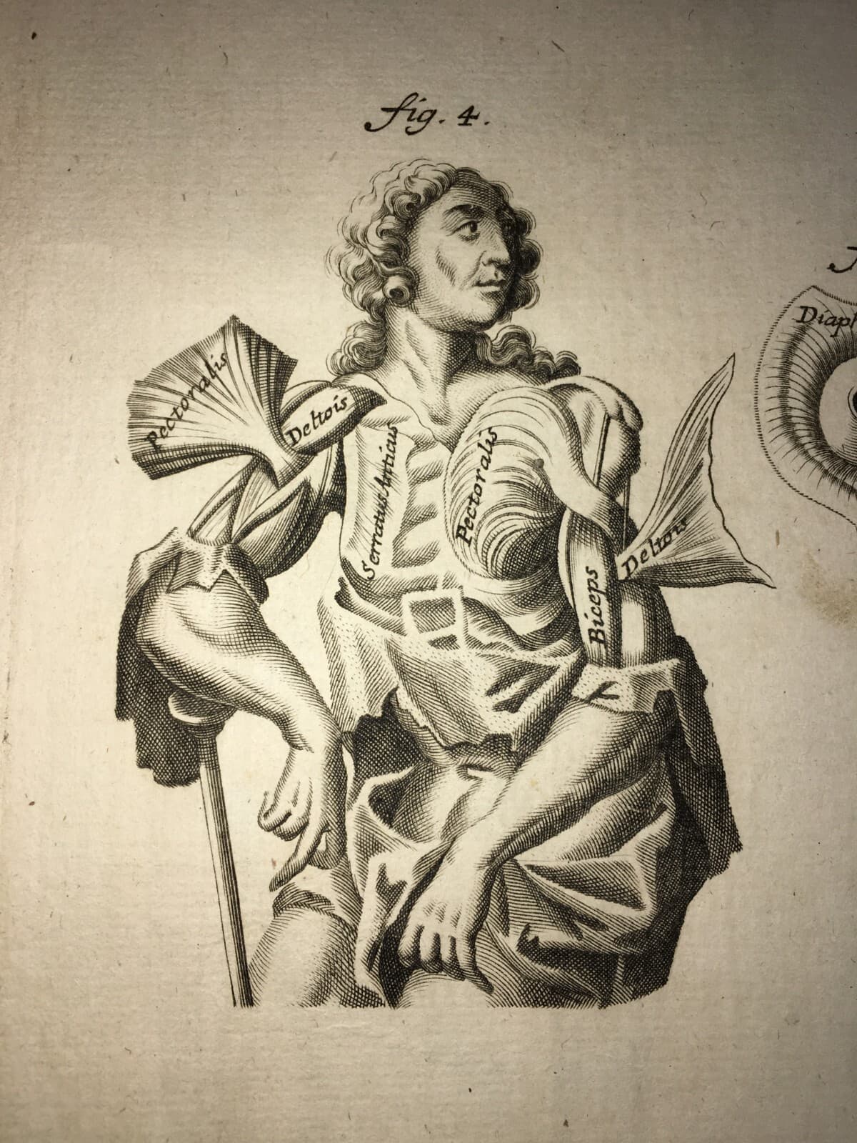 Medicina: Anatomia Umana. Muscolatura Di Collo E Tronco. Artista: Seiller. Incisione