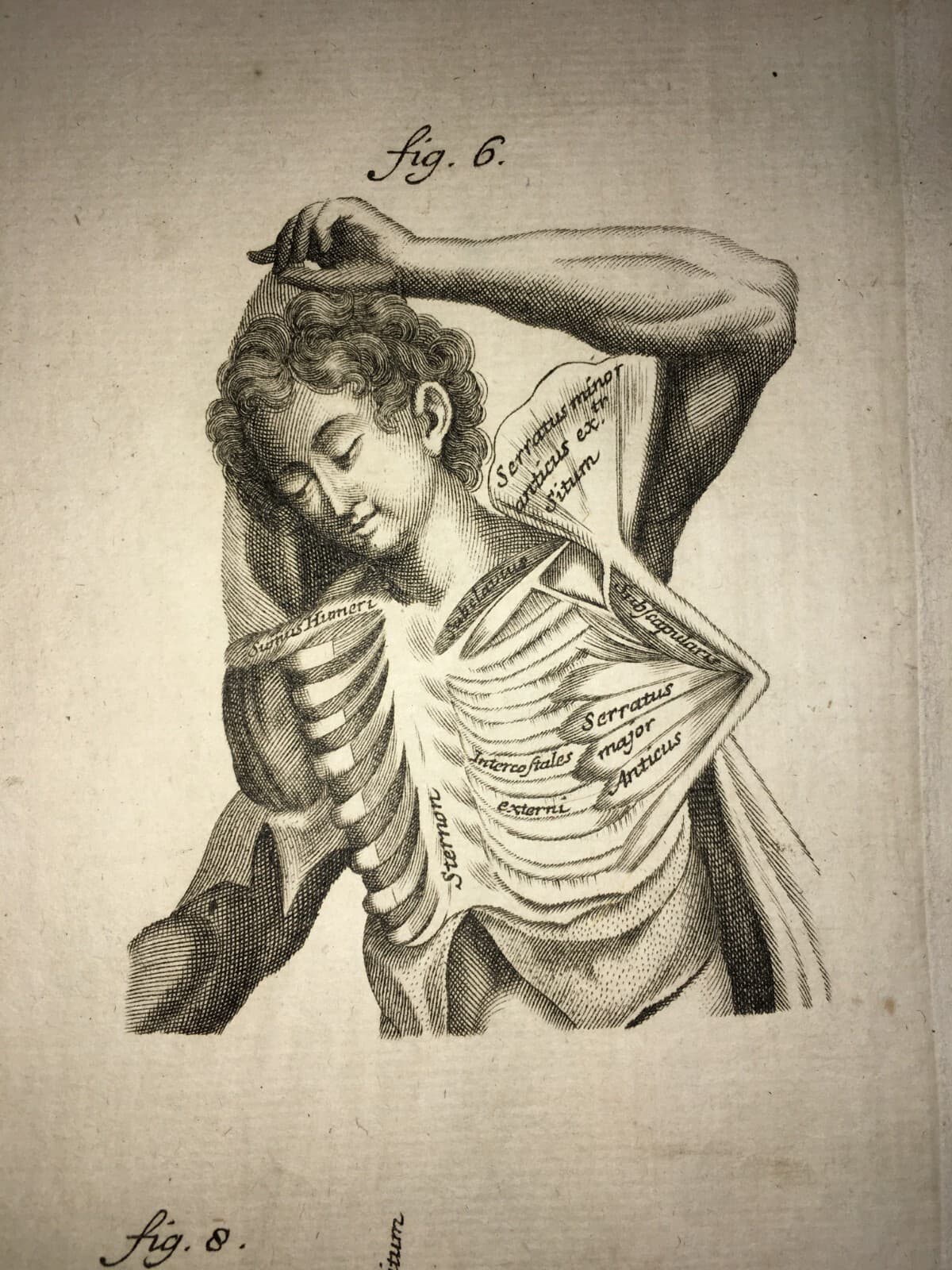 Medicina: Anatomia Umana. Muscolatura Di Collo E Tronco. Artista: Seiller. Incisione