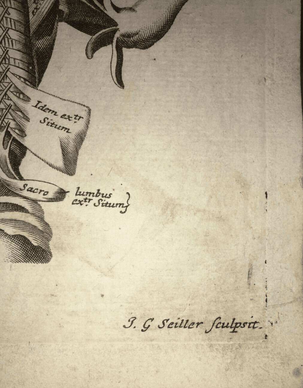 Medicina: Anatomia Umana. Muscolatura Di Collo E Tronco. Artista: Seiller. Incisione