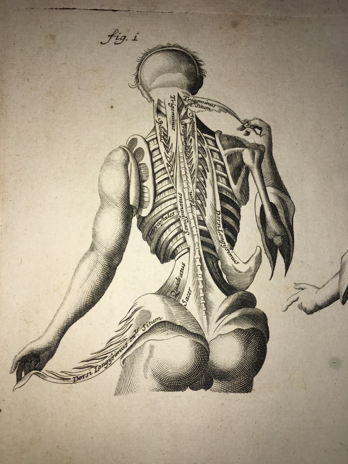 Medicina   Anatomia Umana   Muscolatura Di Tronco E Braccia   Artista Seiller   Rarità