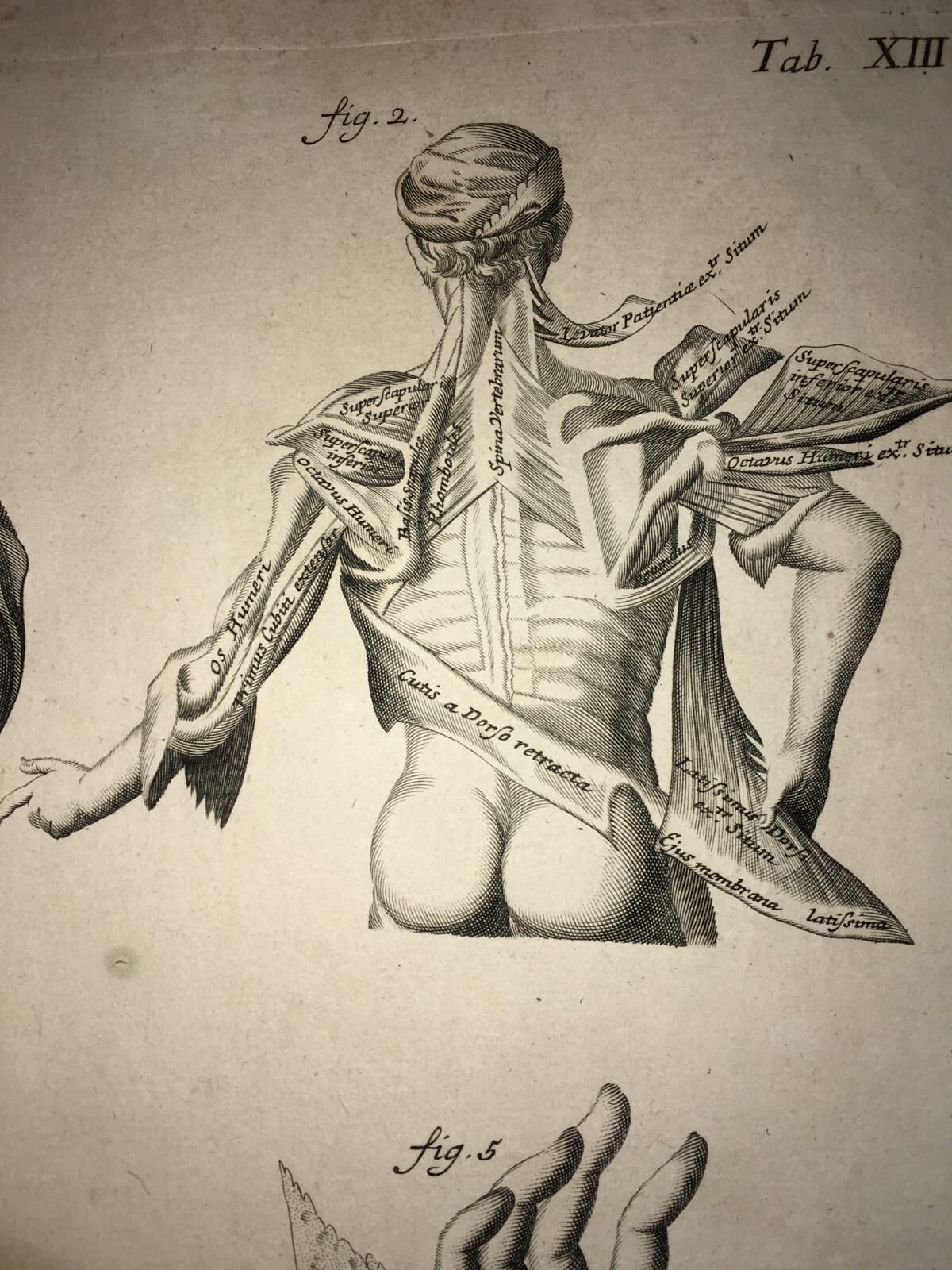 Medicina   Anatomia Umana   Muscolatura Di Tronco E Braccia   Artista Seiller   Rarità