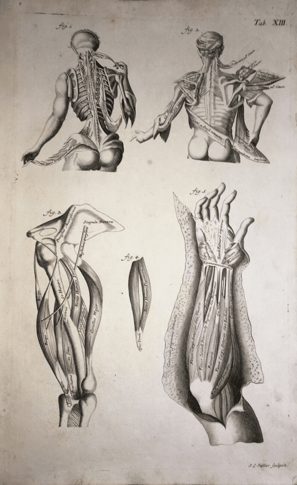 Medicina   Anatomia Umana   Muscolatura Di Tronco E Braccia   Artista Seiller   Rarità