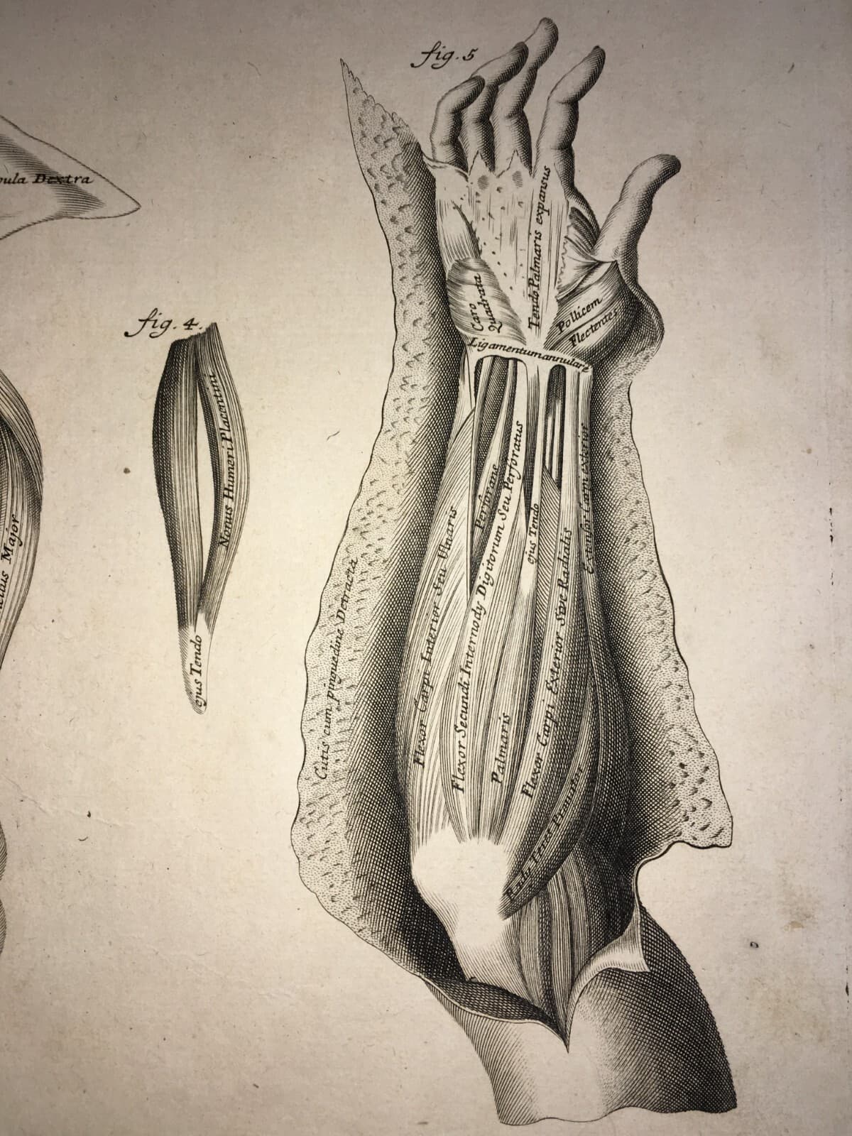 Medicina   Anatomia Umana   Muscolatura Di Tronco E Braccia   Artista Seiller   Rarità