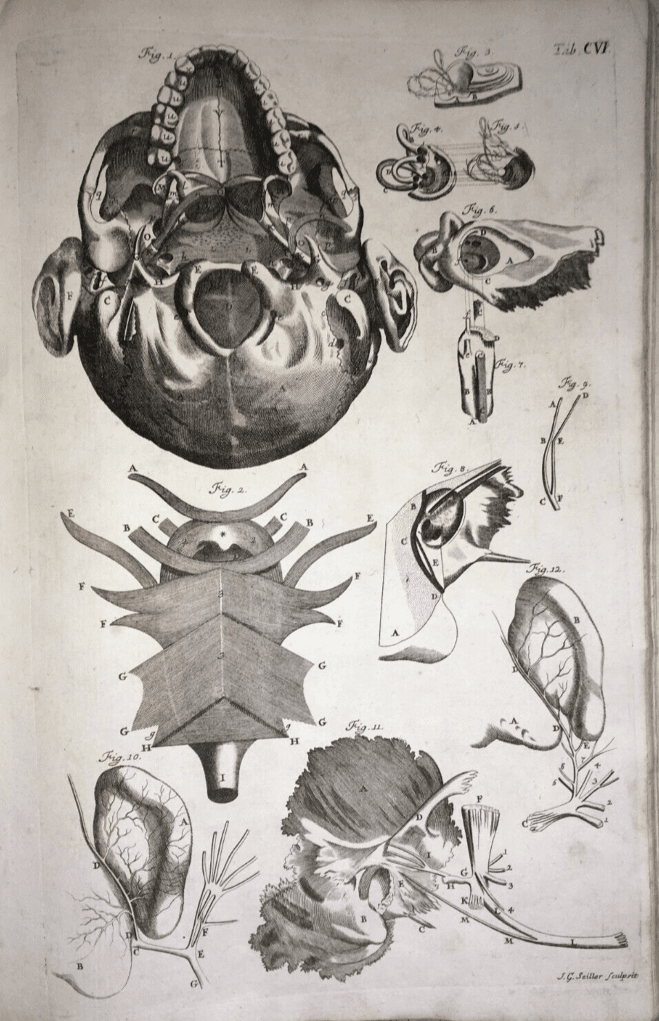 Medicina: Anatomia Umana, Organi Della Gola E Del Collo. Incisione Di Seiller, XVIII Secolo.