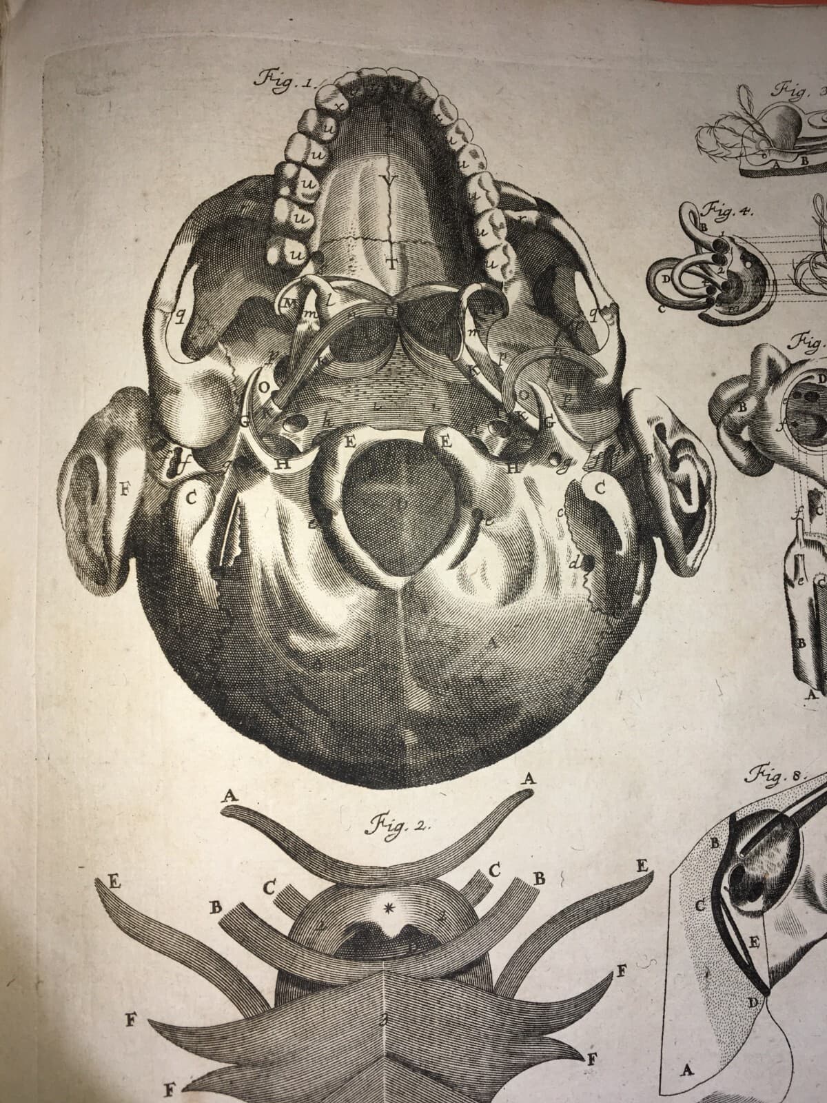 Medicina: Anatomia Umana, Organi Della Gola E Del Collo. Incisione Di Seiller, XVIII Secolo.