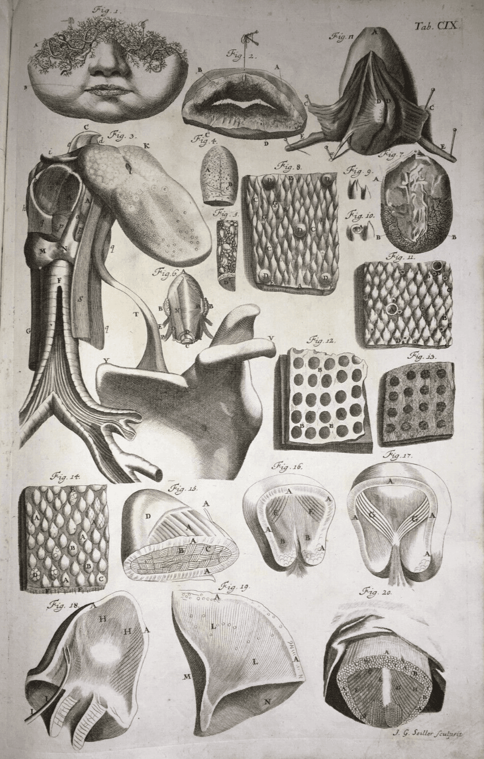 Medicina   Anatomia Umana   Organi Della Bocca E Lingua   Artista Seiller   XVIII Secolo