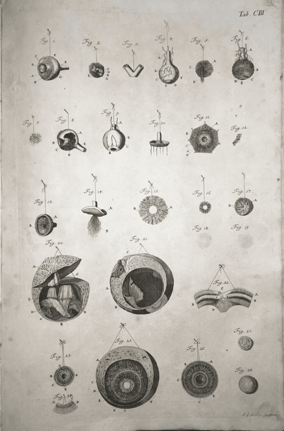 Medicina, Anatomia Umana: L'Occhio. Incisione Di Johann Georg Seiller, XVIII Secolo