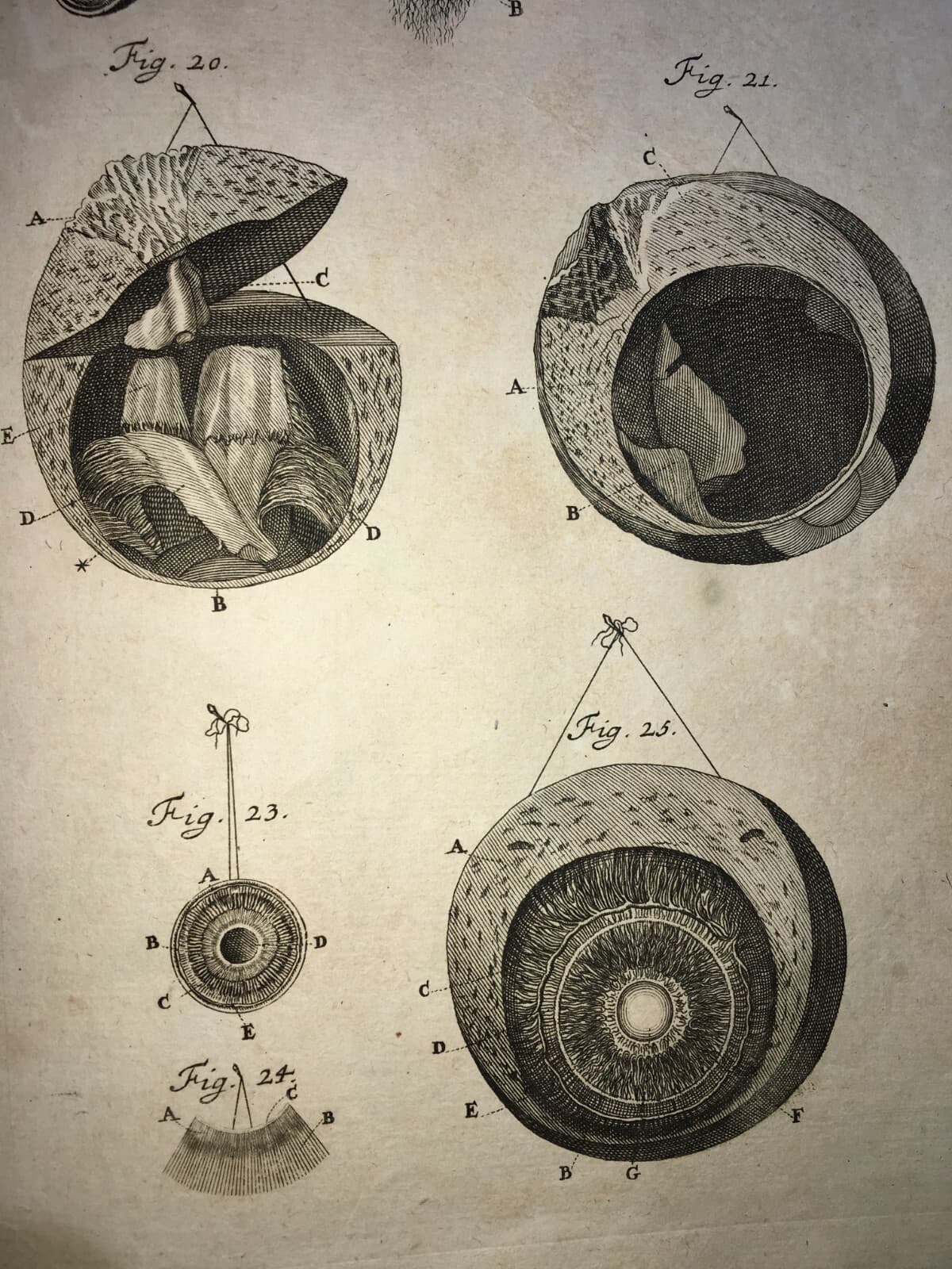 Medicina, Anatomia Umana: L'Occhio. Incisione Di Johann Georg Seiller, XVIII Secolo
