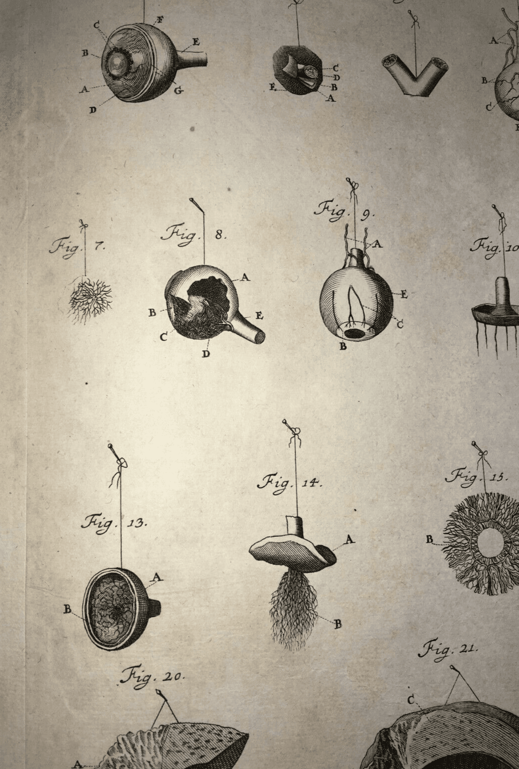 Medicina, Anatomia Umana: L'Occhio. Incisione Di Johann Georg Seiller, XVIII Secolo