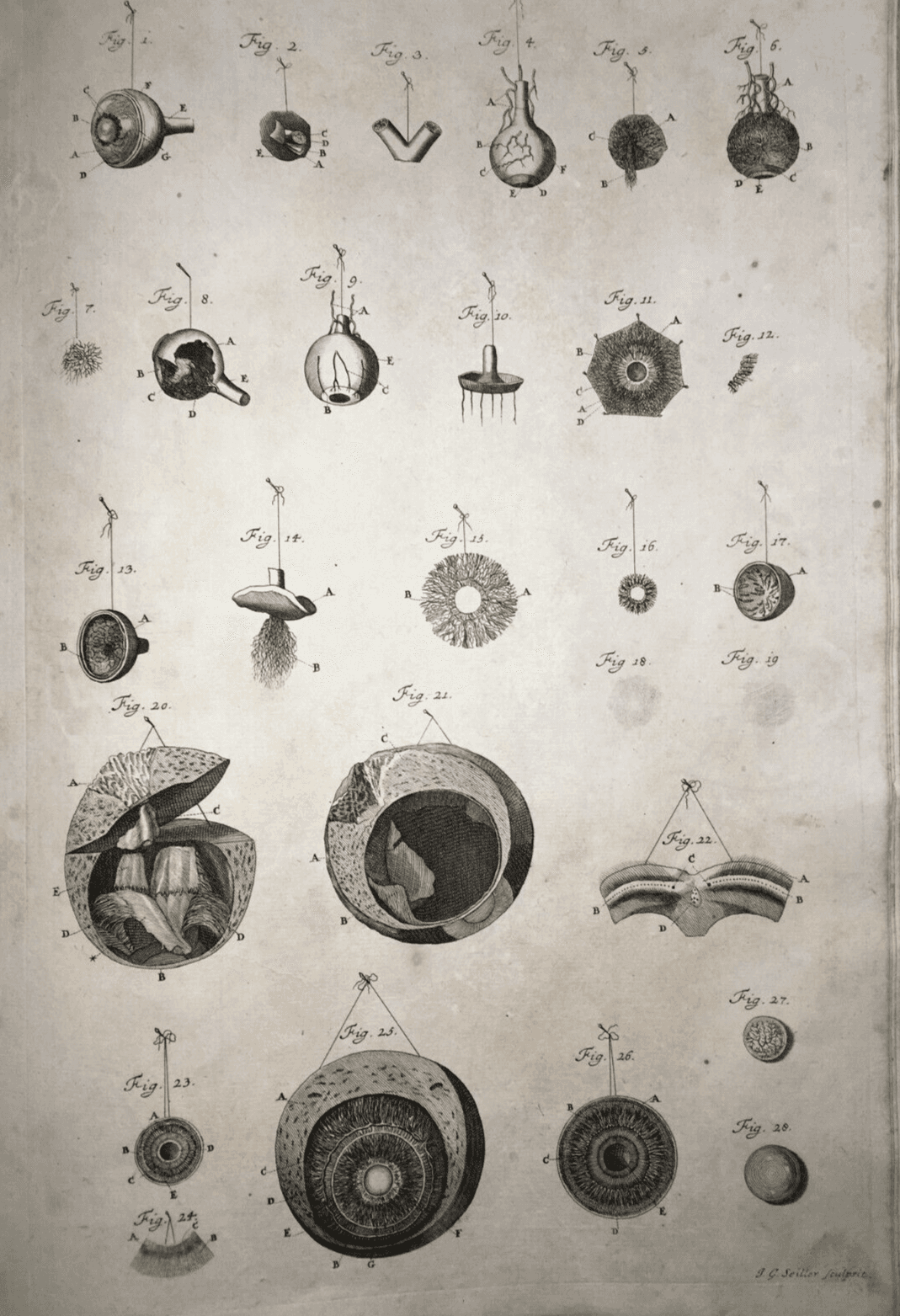 Medicina, Anatomia Umana: L'Occhio. Incisione Di Johann Georg Seiller, XVIII Secolo