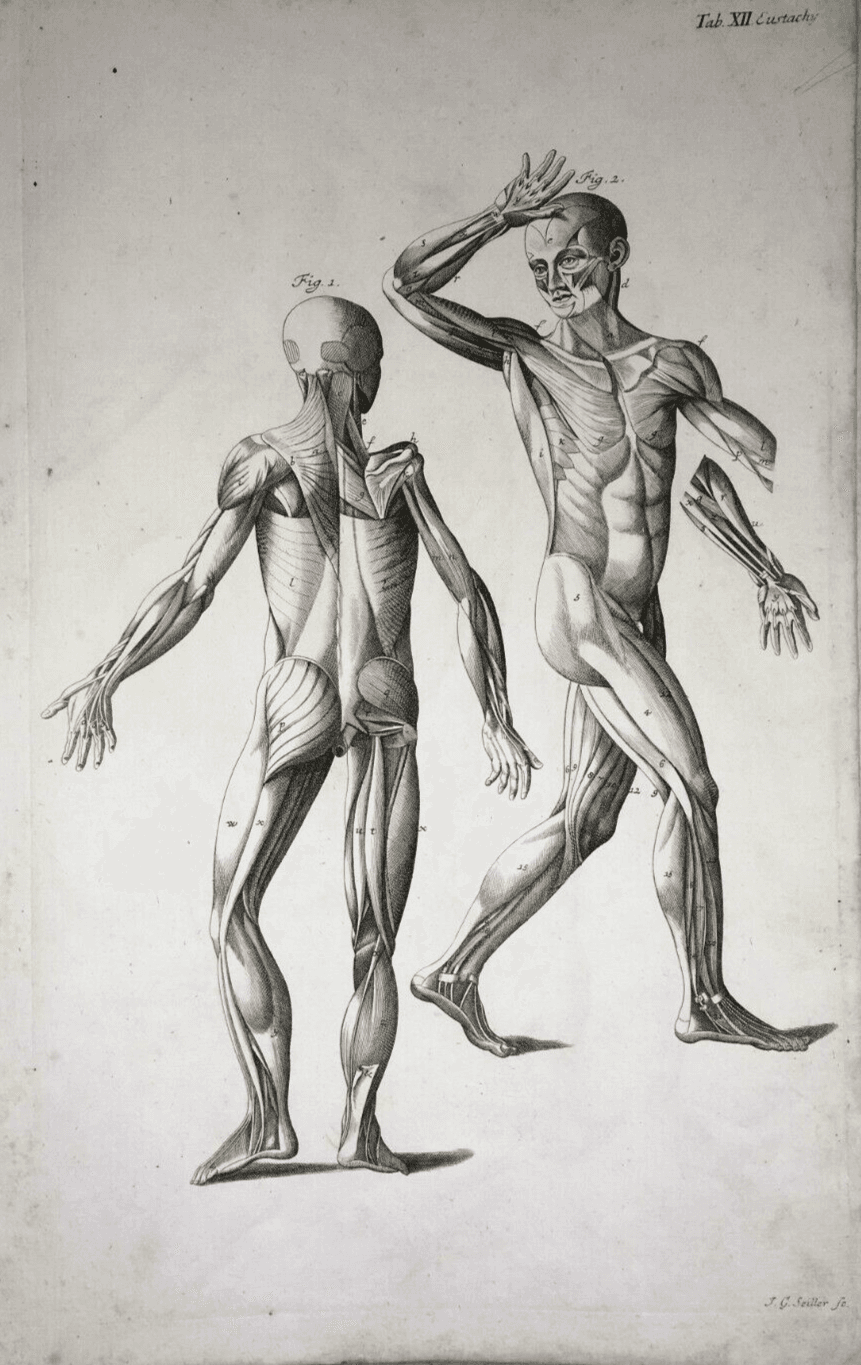 Medicina   Anatomia Umana   Apparato Muscolare Anteriore E Posteriore   Seiller   XVIII Secolo