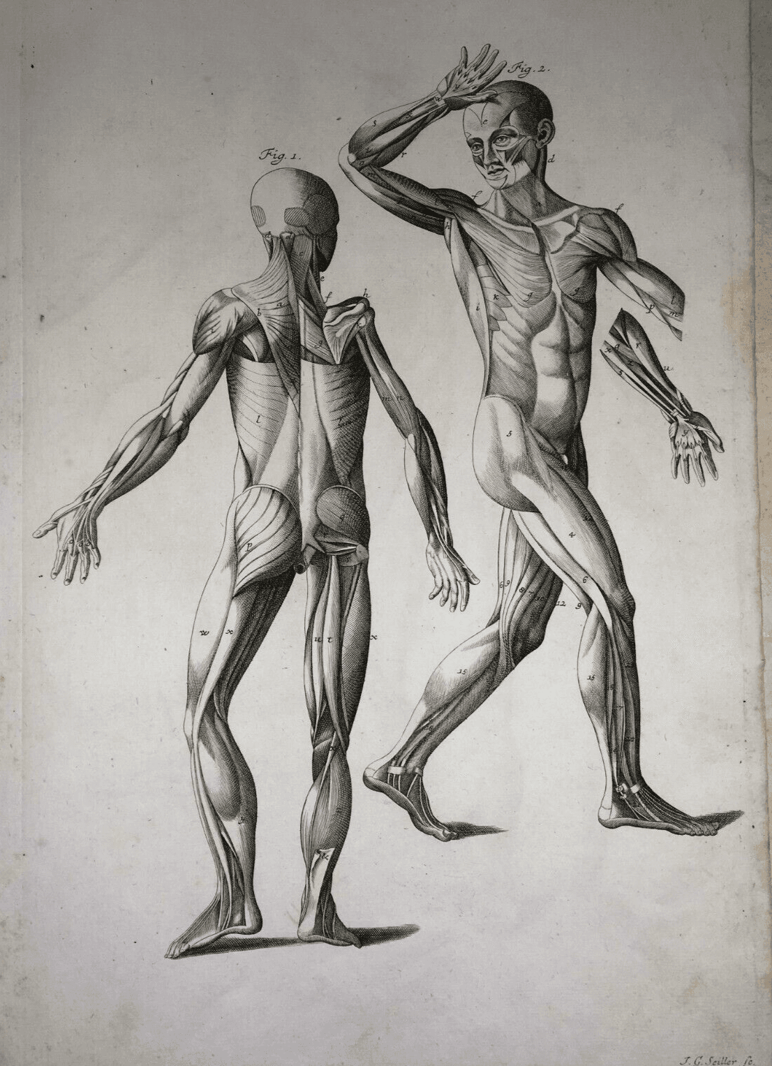 Medicina   Anatomia Umana   Apparato Muscolare Anteriore E Posteriore   Seiller   XVIII Secolo