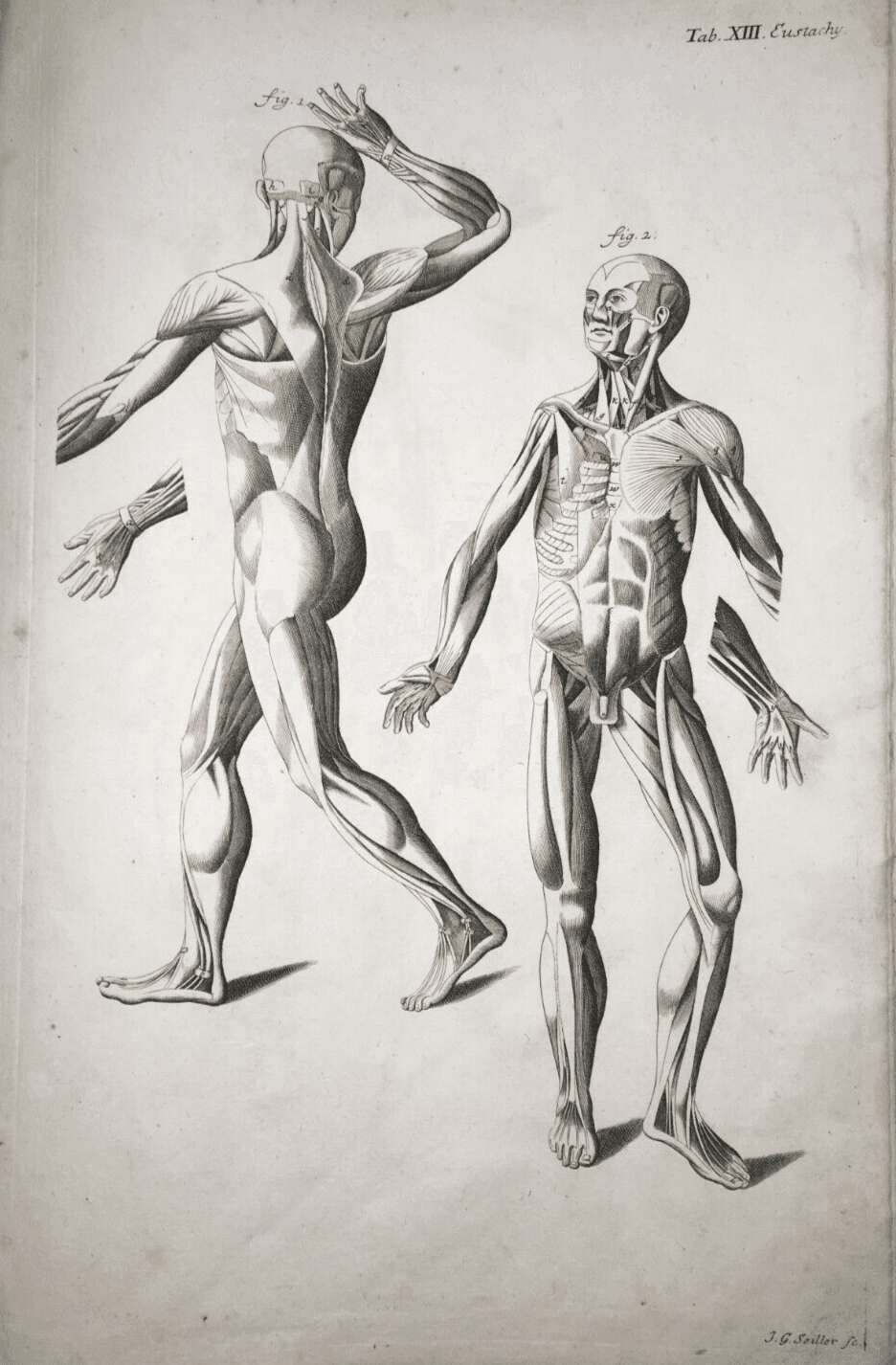 Medicina: Anatomia Umana, Apparato Muscolare Anteriore E Laterale   Seiller   XVIII Secolo