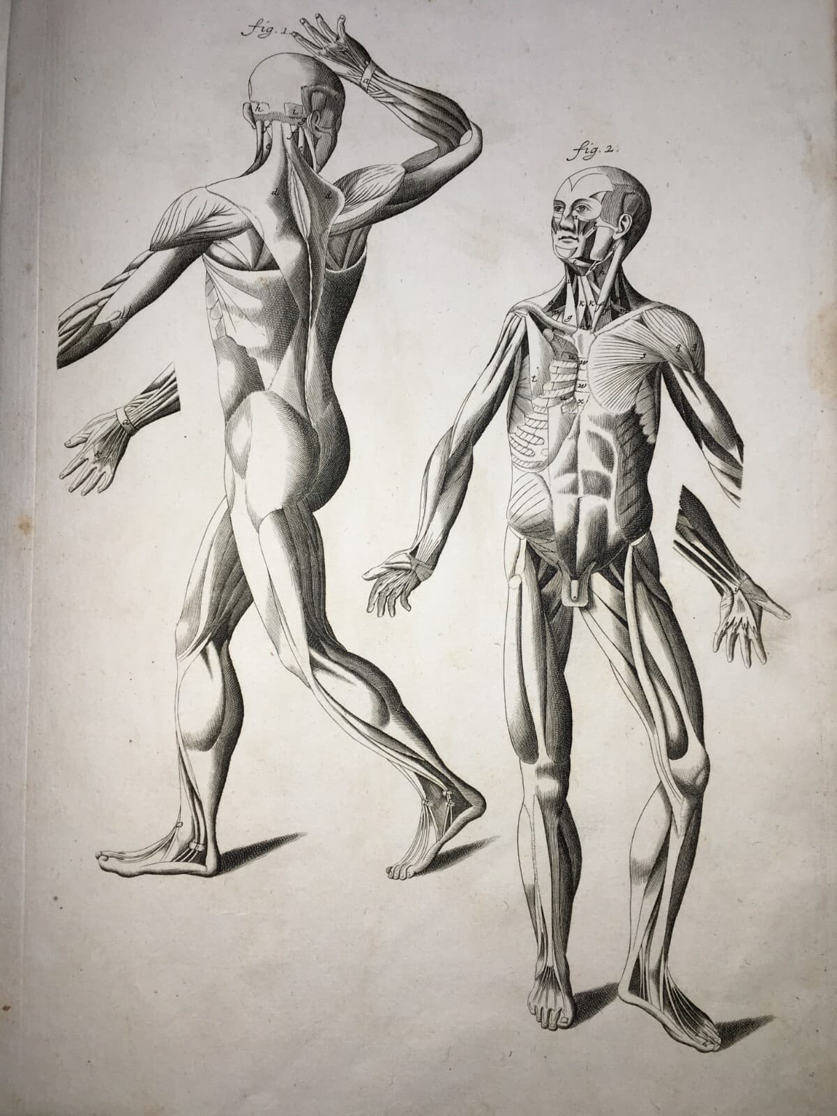 Medicina: Anatomia Umana, Apparato Muscolare Anteriore E Laterale   Seiller   XVIII Secolo