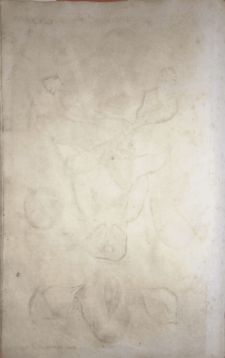 Medicina: Anatomia Umana E Ginecologia. Antica Incisione Di I.D. Hartman, XVIII Secolo.