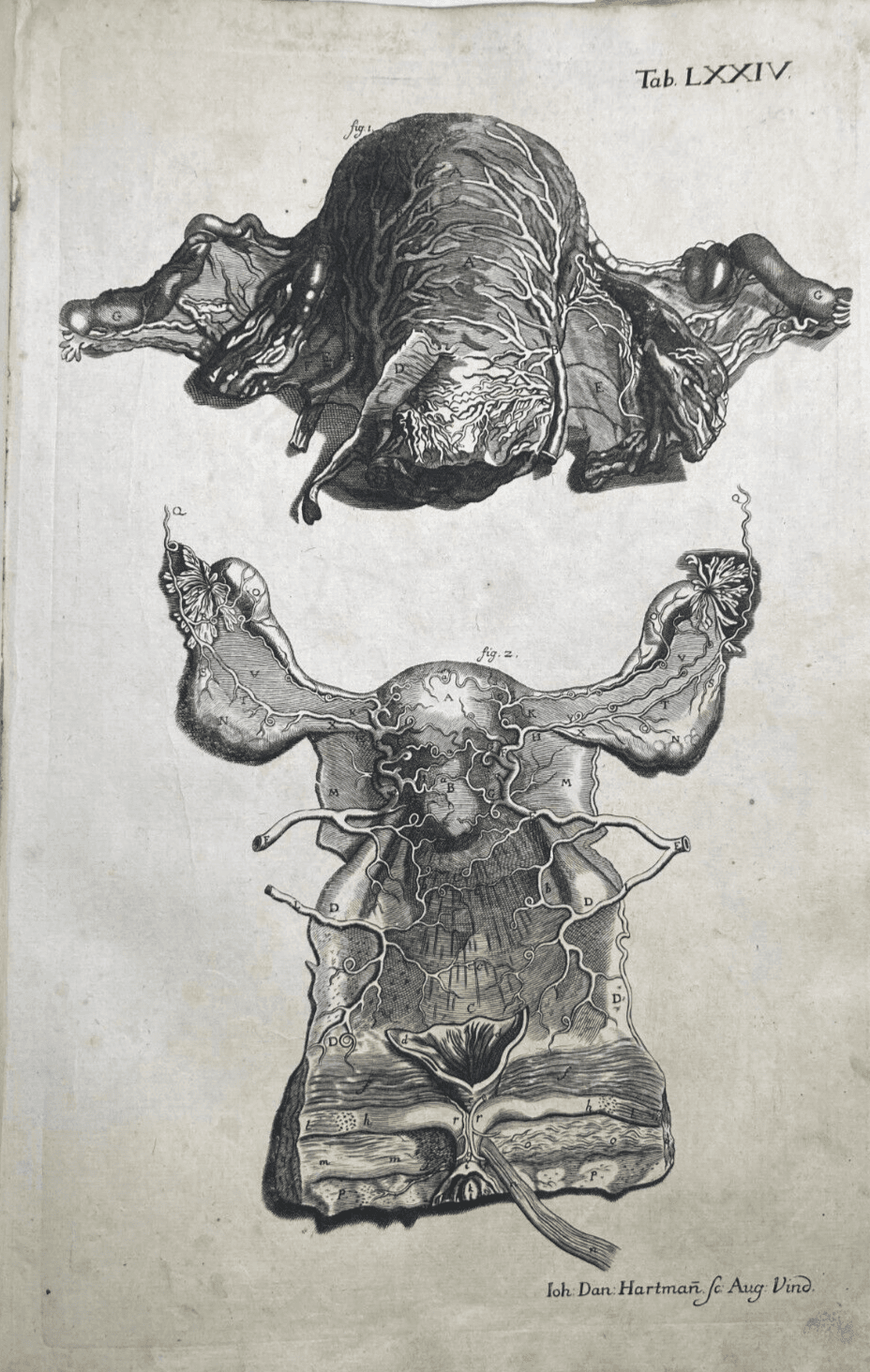 Medicina: Anatomia Umana, Angiologia E Ginecologia (Utero E Ovaie)   Incisore Hartman, XVIII Secolo