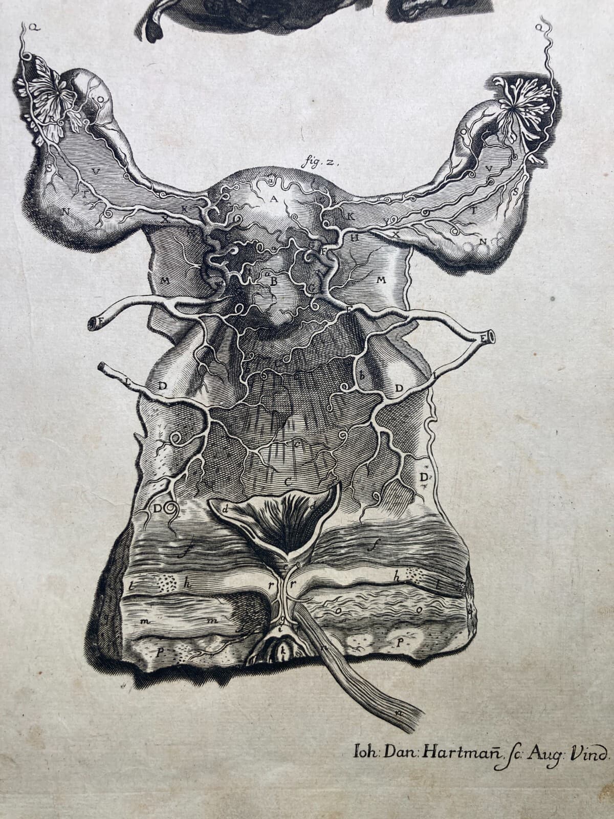 Medicina: Anatomia Umana, Angiologia E Ginecologia (Utero E Ovaie)   Incisore Hartman, XVIII Secolo