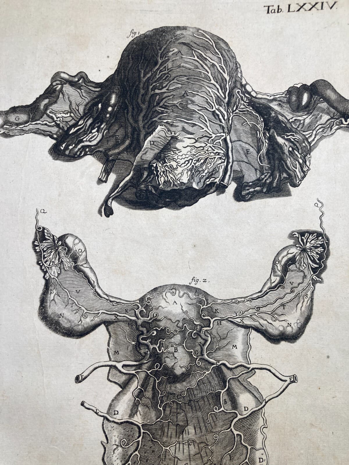Medicina: Anatomia Umana, Angiologia E Ginecologia (Utero E Ovaie)   Incisore Hartman, XVIII Secolo