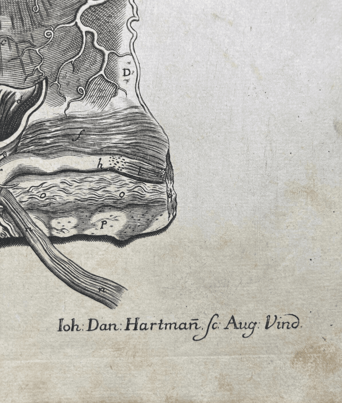 Medicina: Anatomia Umana, Angiologia E Ginecologia (Utero E Ovaie)   Incisore Hartman, XVIII Secolo