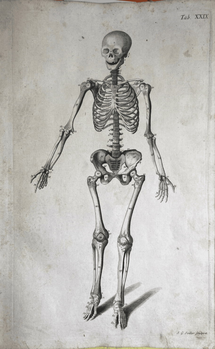 Medicina, Anatomia Umana, Osteologia, Apparato Osseo, Scheletro. Incisione Di Johann Georg Seiller